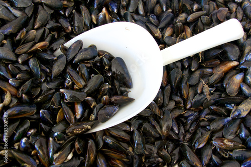 étallages de moules chez le poissonnier