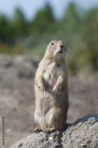 lemming on the watch photo