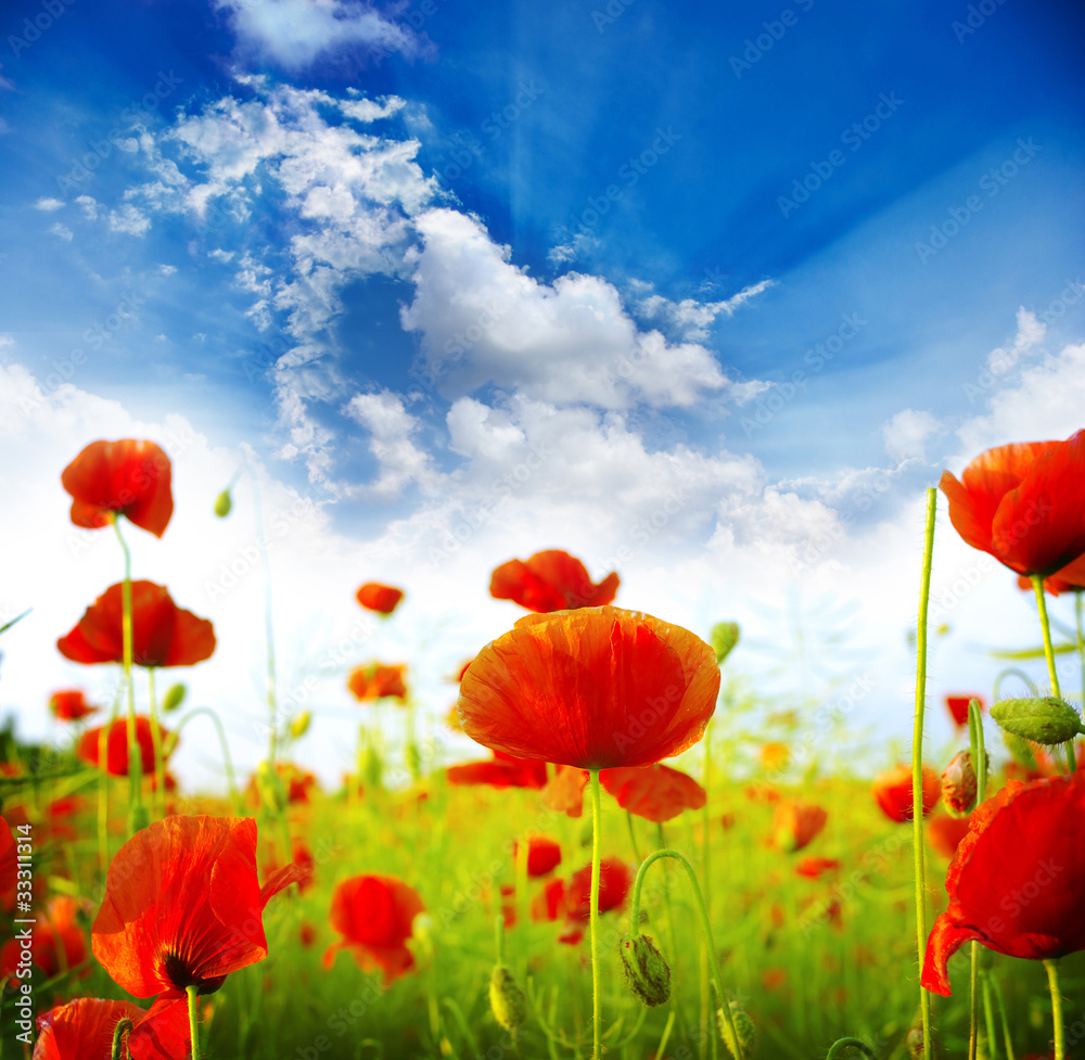 Red poppies Red poppies