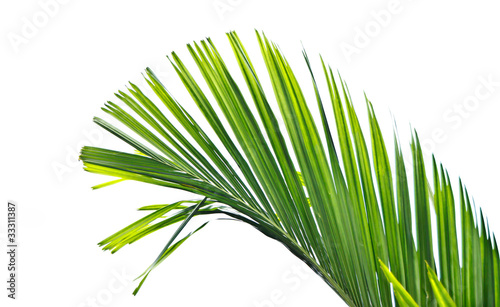 Isolated palm leaf