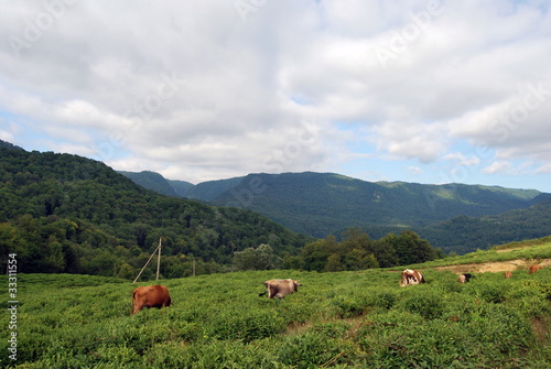 Cows in mountains