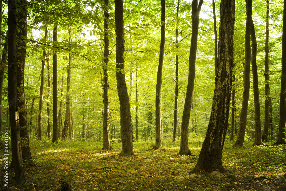 Forest Forest