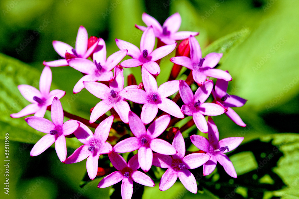 Fototapeta premium flora