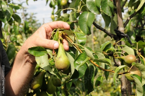 poire dans l'arbre