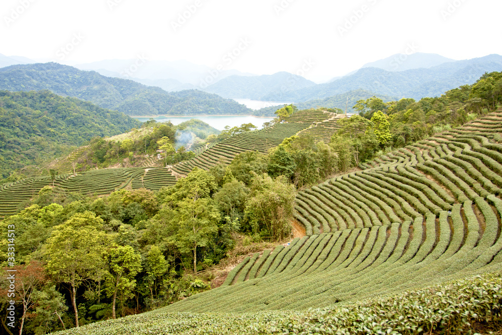 beautiful tea garden landscape