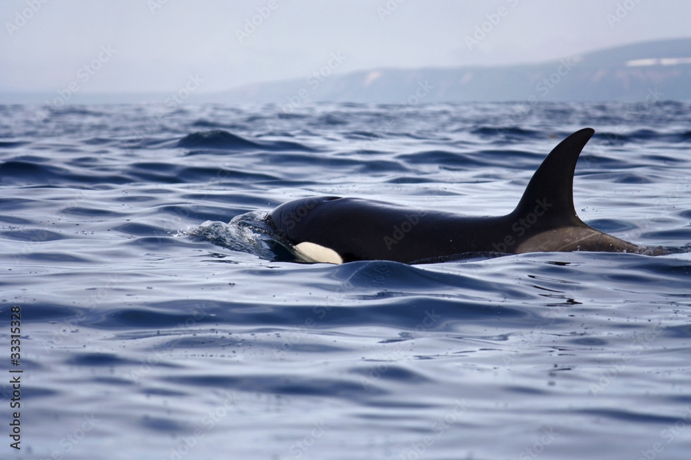Obraz premium transient orca
