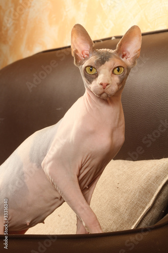chat sphynx aux aguets - vigilance © CALLALLOO CANDCY