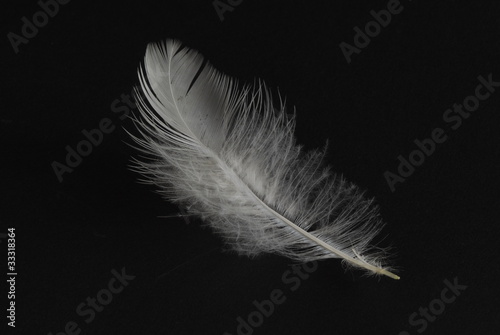 White feather against black background