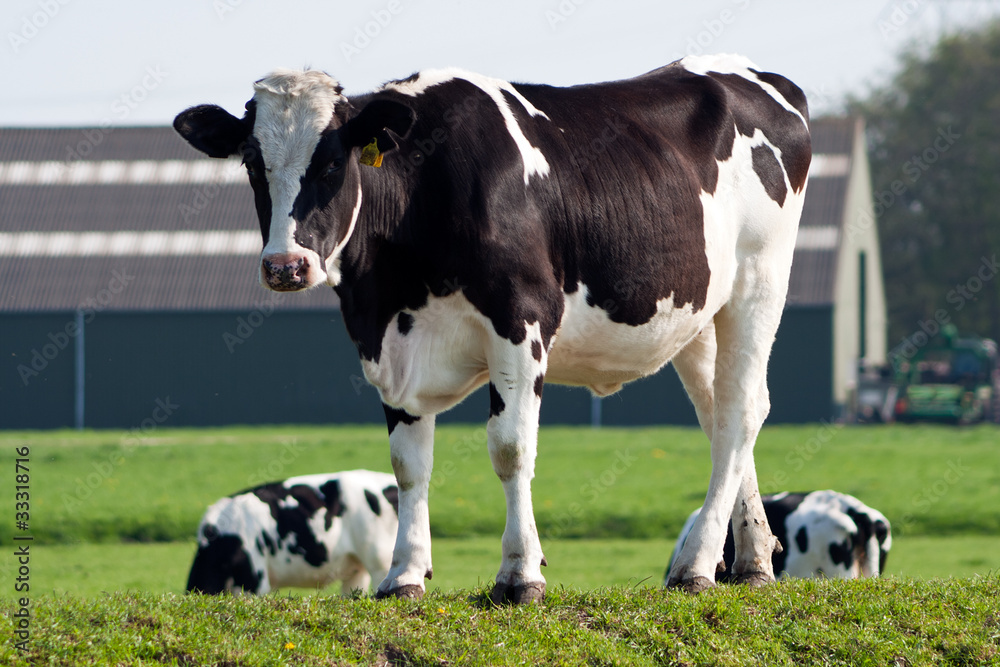 Black and white cow