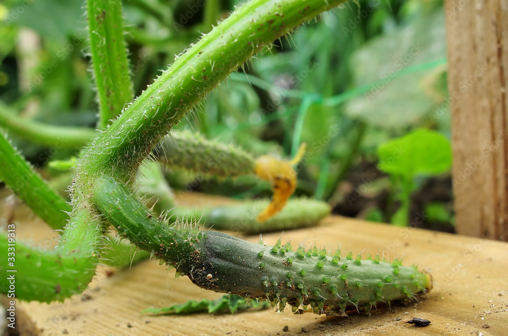 Stock Photo Adobe Stock