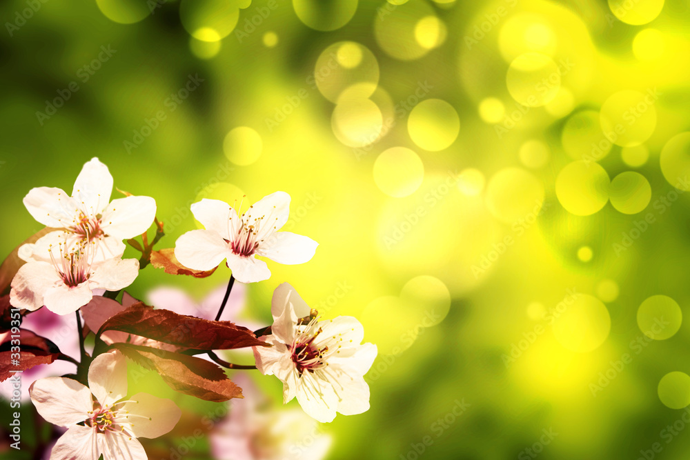 Obraz premium Kirschblüten