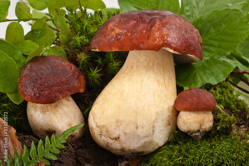 Mushrooms(boletus edulis)