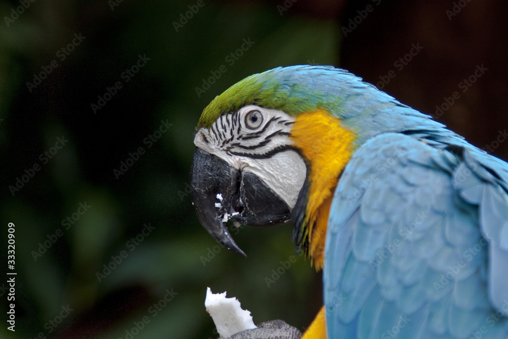 Birds in Foz do Iguacu