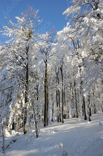 Wallpaper Mural Winter forest Torontodigital.ca