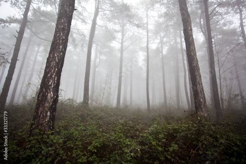 mystrious foggy forest in winter