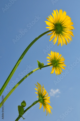 Gemswurz  Doronicum orientale 