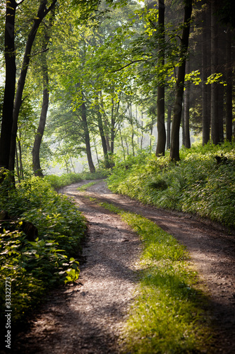 lovely forest path in early morning sunshine