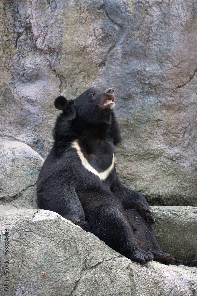 Obraz premium Formosan Black Bear