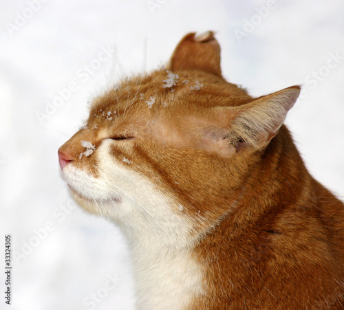 roter Kater mit Schneeflocken