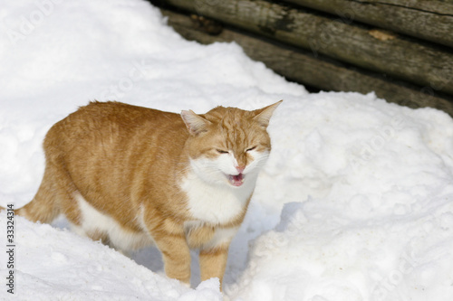 Kater auf Brautschau