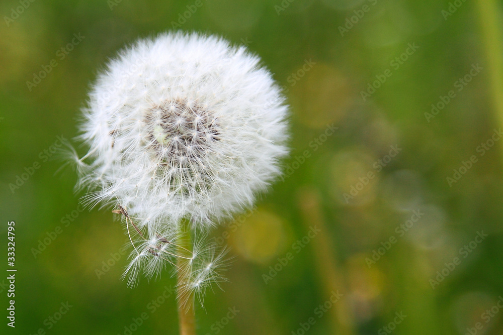 Obraz premium Dandelion