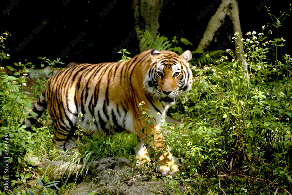 Fototapeta premium Bengal tiger