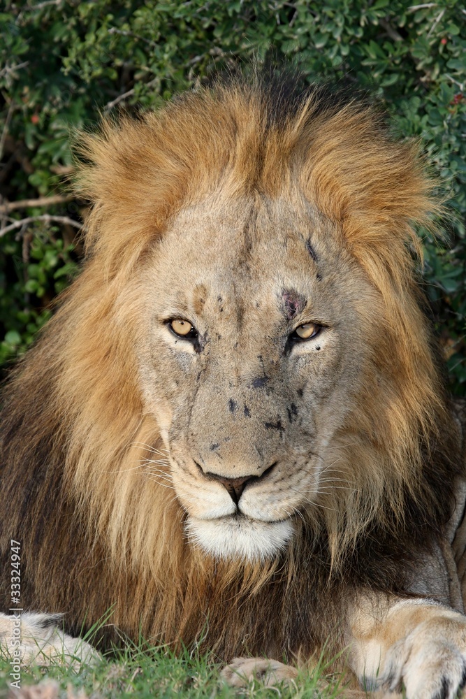 Big Male Lion