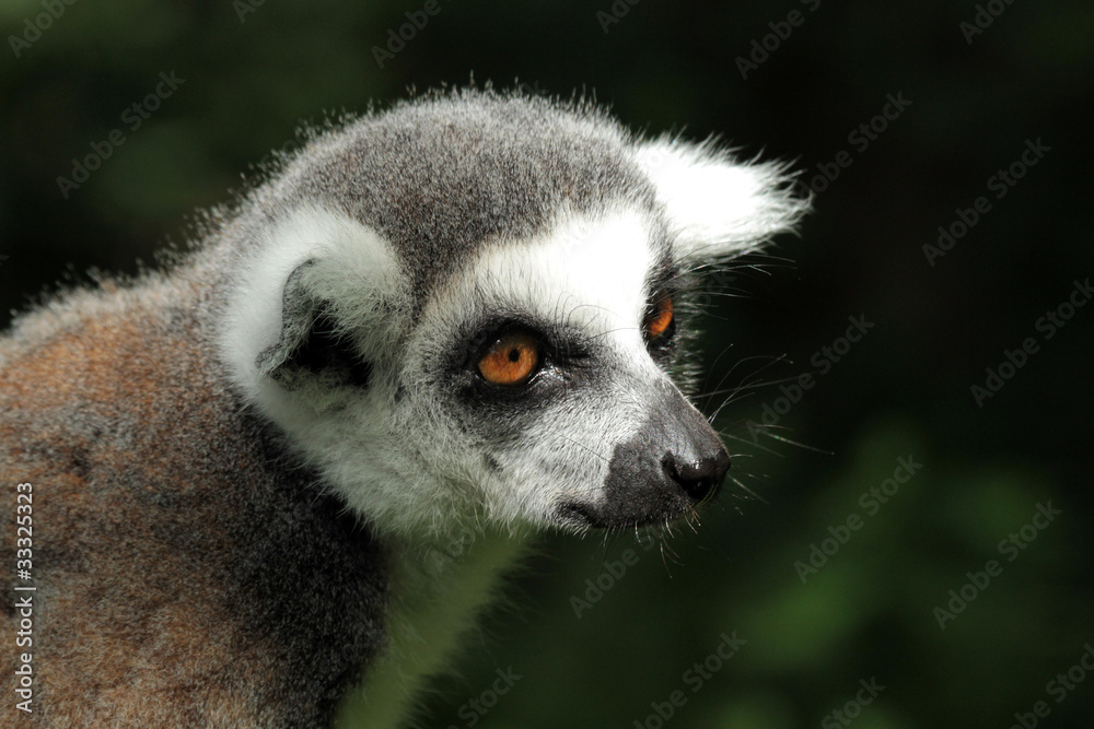 Obraz premium Ring-tailed Lemur