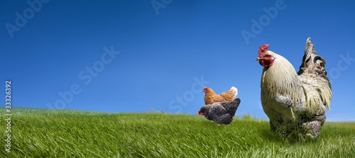 Fototapeta Naklejka Na Ścianę i Meble -  Chickens and cock on the green meadow