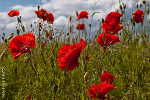 Poppy flowers in the sun