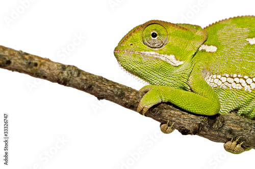 Close-up Chameleon