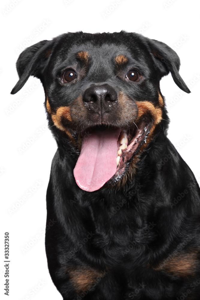 Portrait of a purebred rottweiler