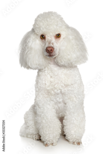 Fototapeta Naklejka Na Ścianę i Meble -  white Toy poodle