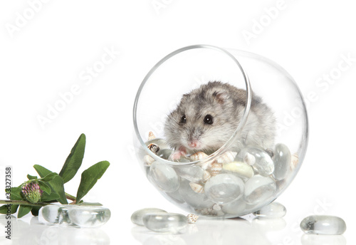 Obraz na plátne Asian hamster on white background