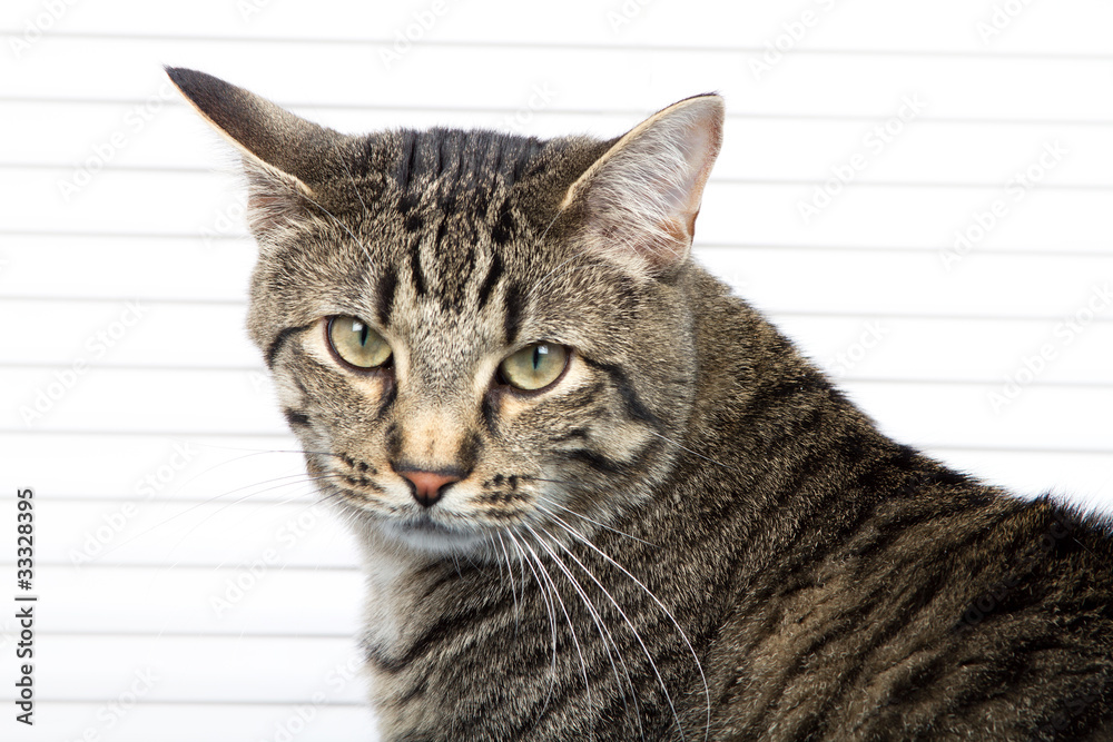 Fototapeta premium Annoyed Young Cat