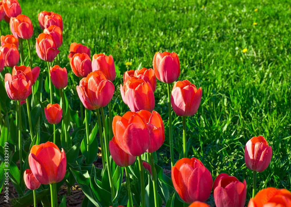 red tulips