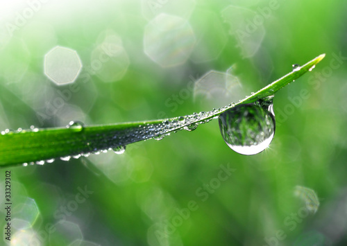 Fresh grass with dew drops close up photo