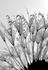 Fotobehang Paardenbloem met waterdruppels Frisse paardenbloem met ochtenddruppels  © vencav