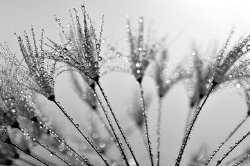 Deken met foto Paardenbloem met waterdruppels dewy dandelion  © vencav