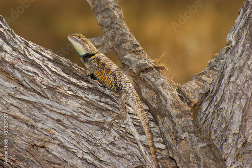 Desert spiny lizard