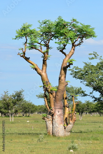 moringa tree in african savanna,Namibia,Etosha park photo