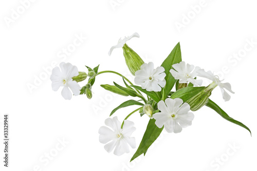 Silene latifolia Wildflower photo