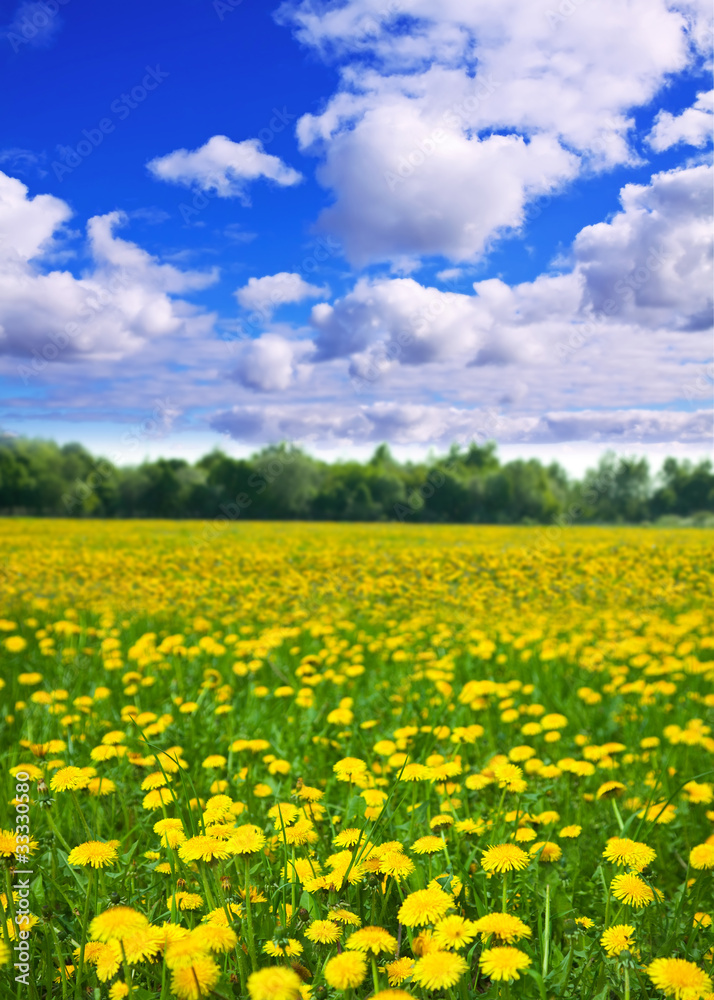 Summer landscape with dandelions meadow