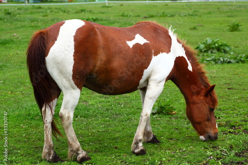 草を食べる馬