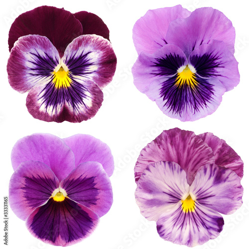 set of purple pansy on white background