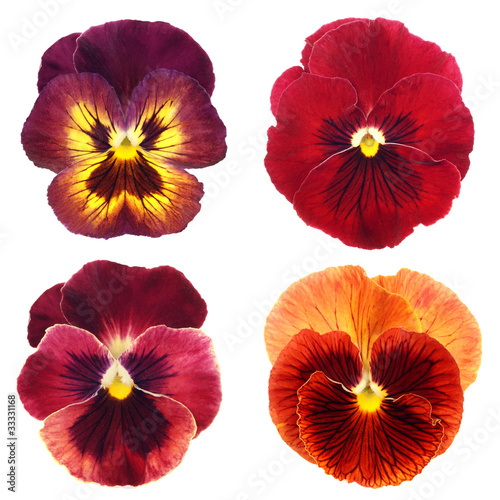 set of red pansy on white background