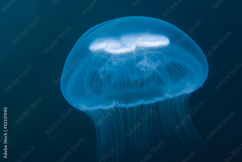 Fototapeta premium jellyfish under water in sea of japan