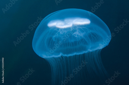 jellyfish under water in sea of japan