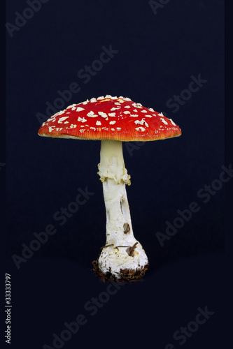Fly agaric (Amanita muscaria) against black background