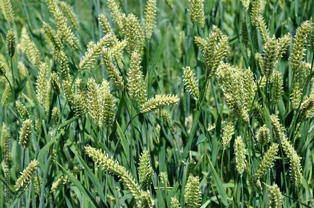 barley barley